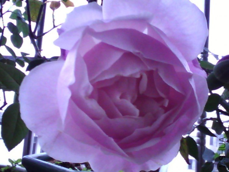 �ҵ����·�Ҳ���ֳ��˰�