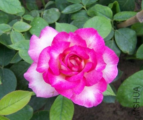 �»���(New Premier Bal).jpg