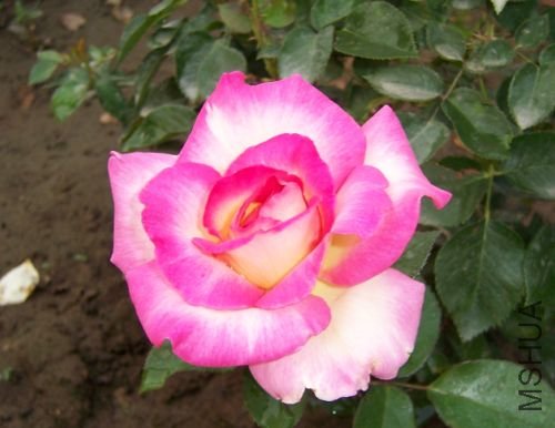 ����Ժ(Yi-Hong Yuan).jpg