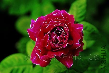 �������(Roger Lambelin).jpg