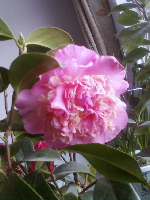 ��Ƭ-0083.jpg