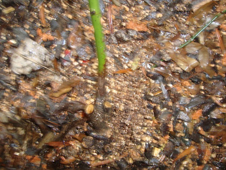 DSC04535.JPG