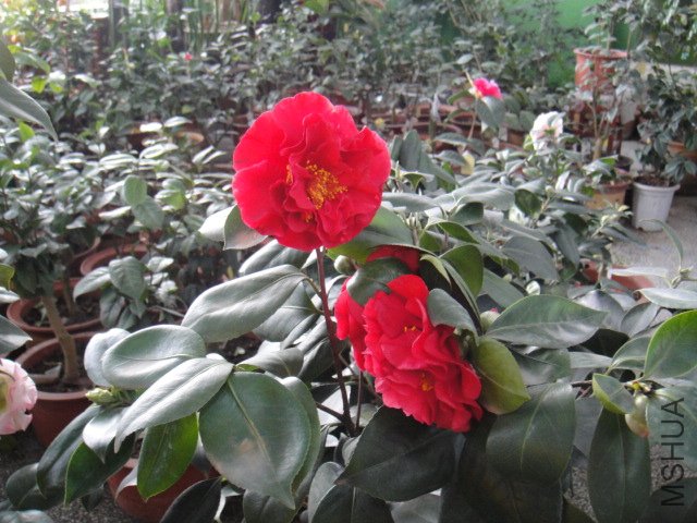 DSC01885.JPG
