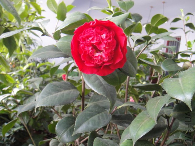 DSC01888.JPG