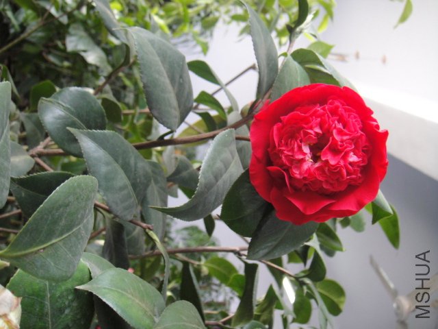 DSC01889.JPG