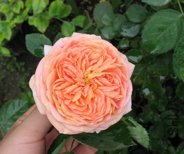 ing��������ʿ