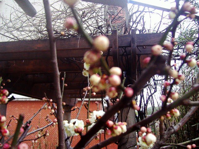 P2040998_conew1.jpg