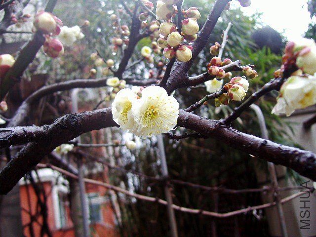 P2040981_conew1.jpg