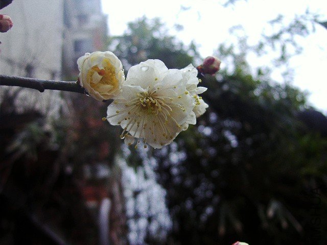 P2040982_conew1.jpg