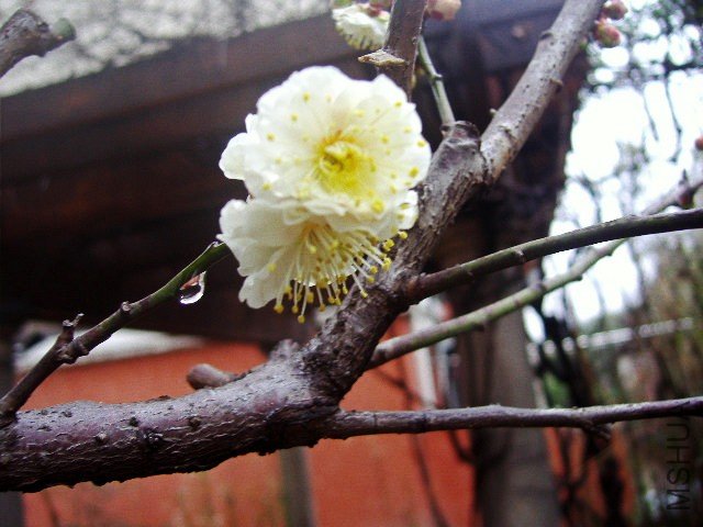 P2040987_conew1.jpg