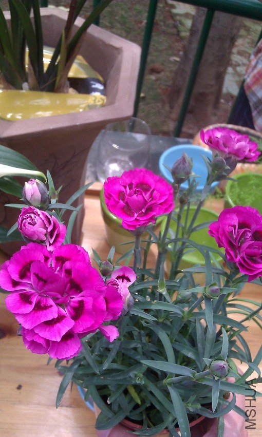 IMG_20120305_124647.jpg