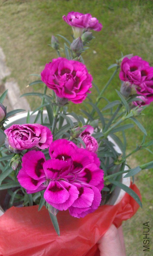 IMG_20120305_130314.jpg