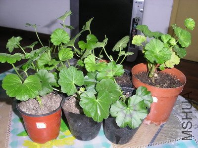 ��Ƭ3 004_��С��С.jpg