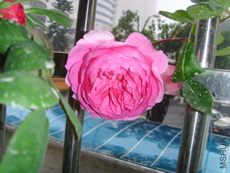 ssl26635_����.jpg
