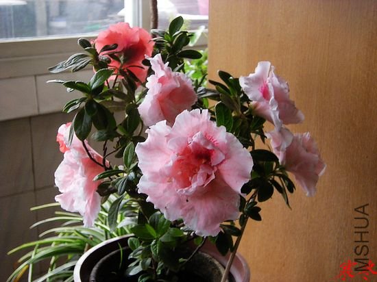 DSCN4266.jpg