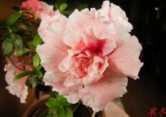 DSCN4262.jpg