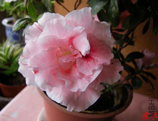 DSCN4263.jpg