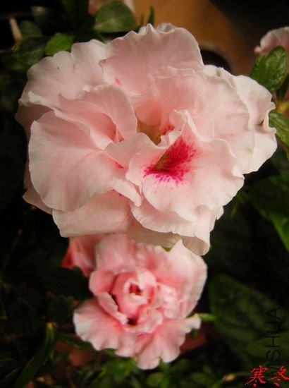 DSCN4243.jpg