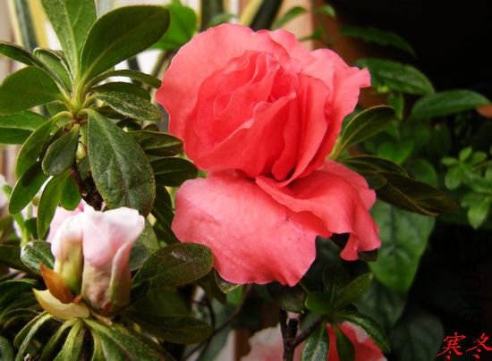DSCN4238.jpg