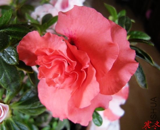 DSCN4260.jpg