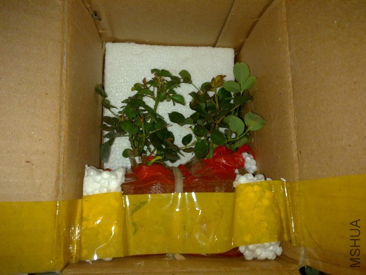 20120305789.jpg