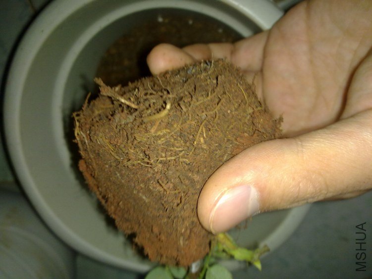 20120305790.jpg