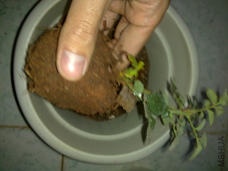 20120305791.jpg