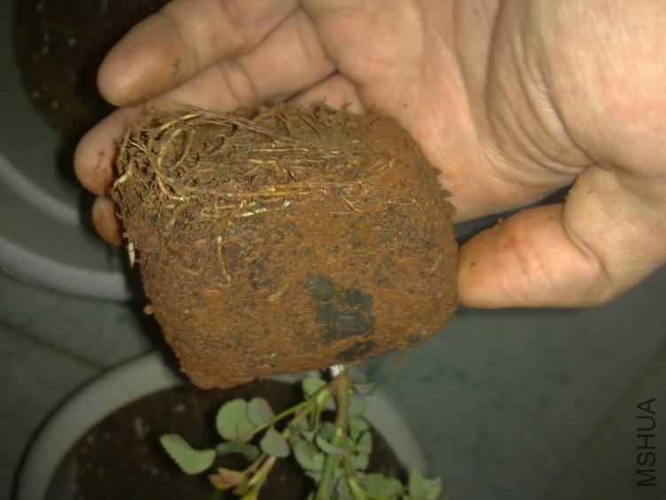 20120306792.jpg