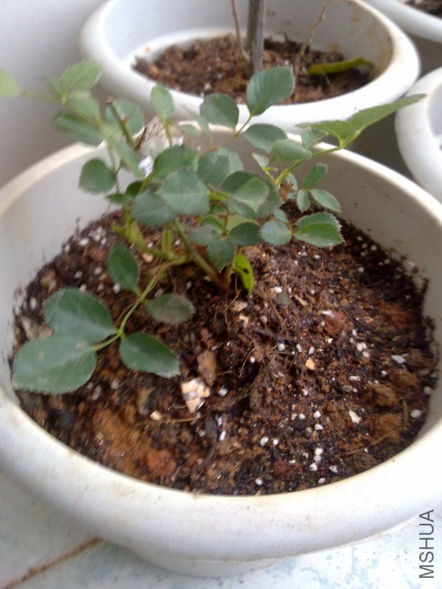 20120306794.jpg