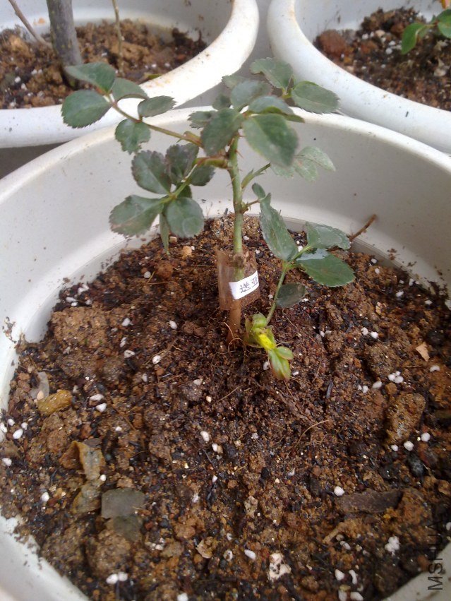 20120306795.jpg