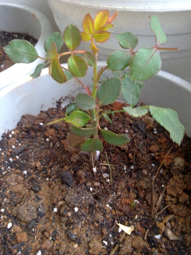 20120306796.jpg