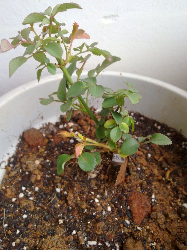 20120306797.jpg