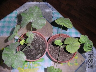 ��Ƭ3 007_��С��С.jpg