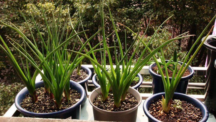 Dutch Iris Professor Blauw ����β.���ʽ���.JPG
