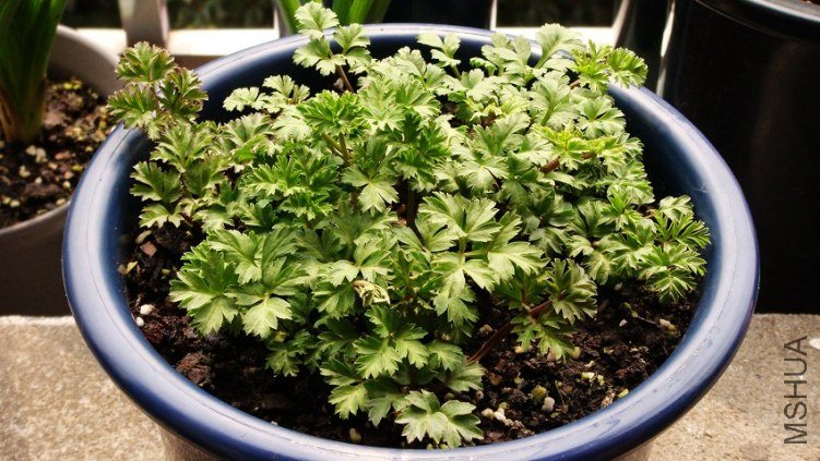 Anemone coronaria Mr.Fokker ����������ŷ����������.JPG