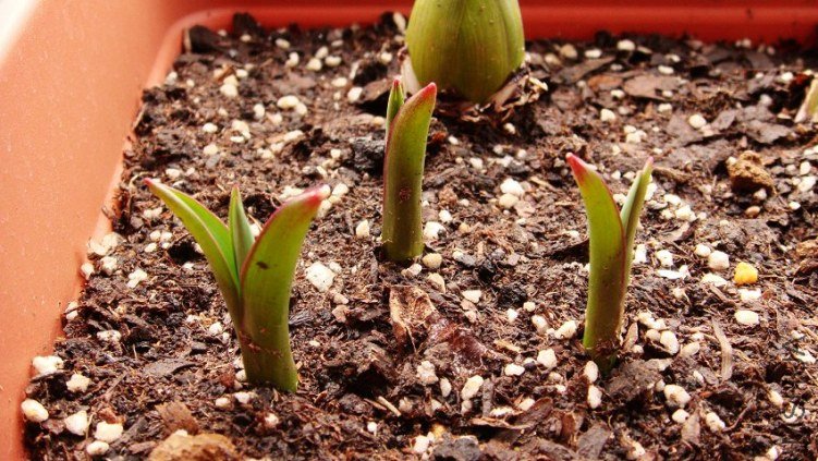 Tulip linifolia ����Ҷ������.JPG