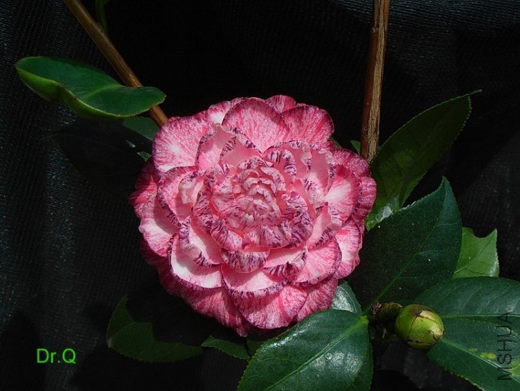 0306-6.JPG