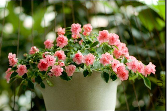 �����ķ���