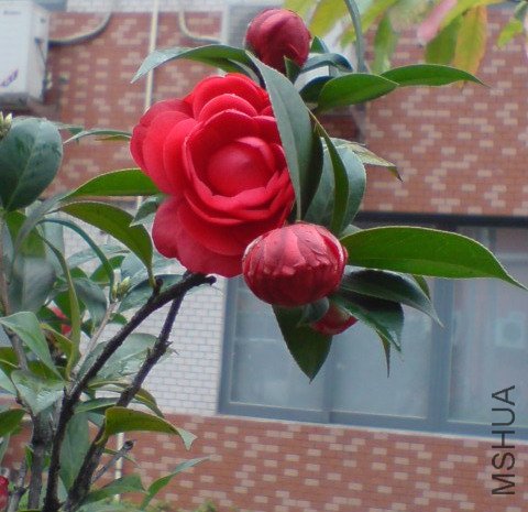 DSC06508.jpg