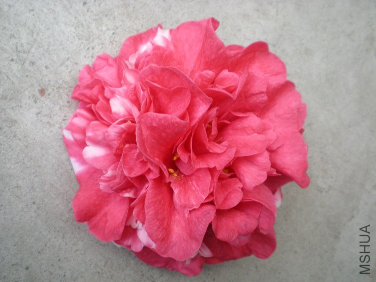 DSCN3988.JPG