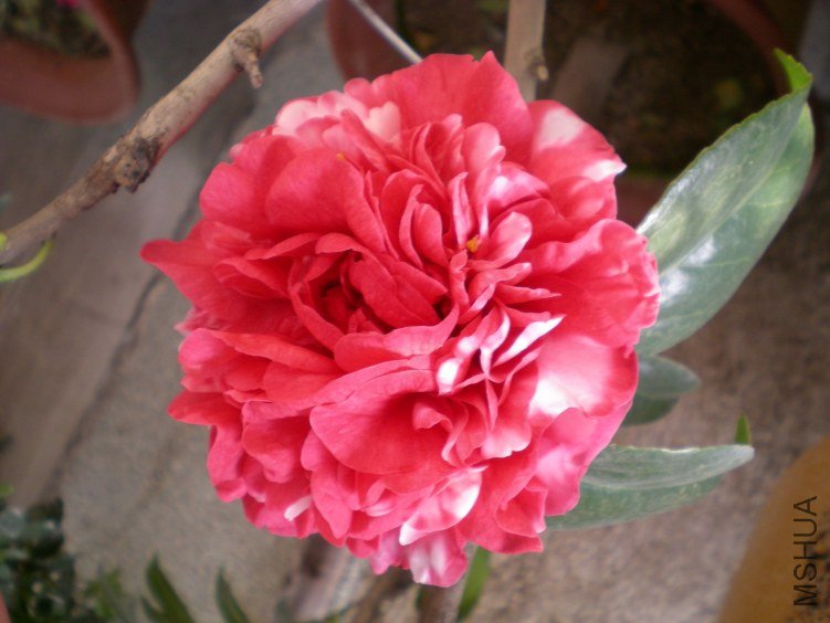 DSCN3971.JPG