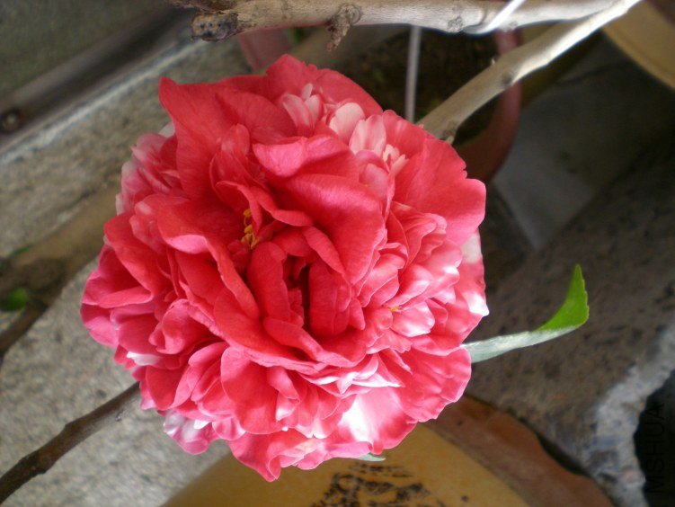 DSCN3972.JPG