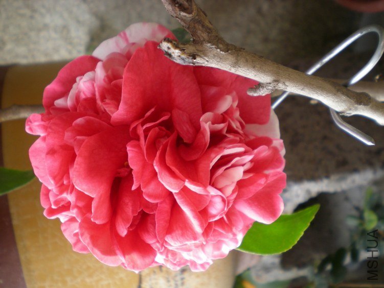 DSCN3973.JPG