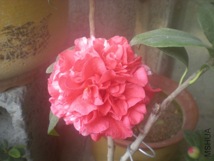 DSCN3981.JPG