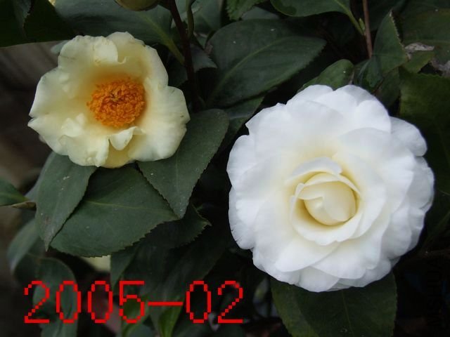 DSCF3302.JPG