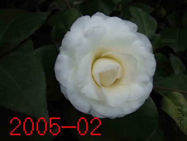 DSCF3250.JPG