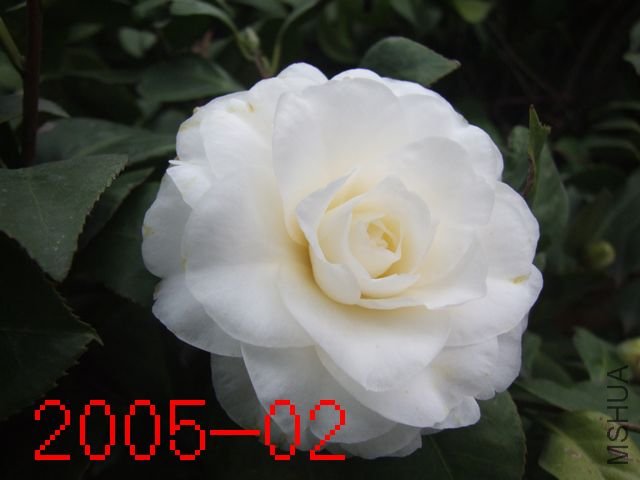 DSCF3443.JPG