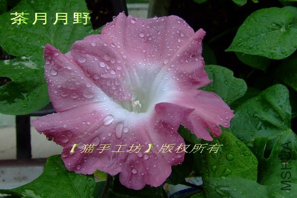 ������Ұ 1.jpg