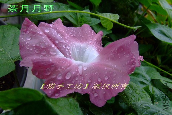 ������Ұ 2.jpg