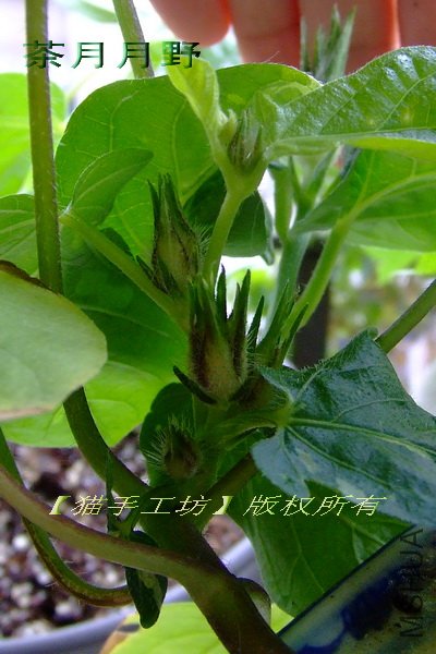 ������Ұ 3.jpg